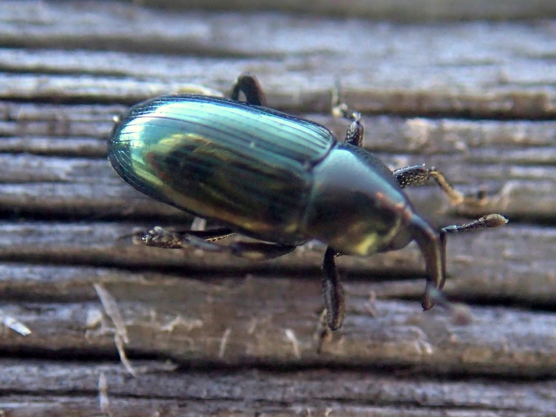Curculionidae verde - Aulacobaris coerulescens (cf.)